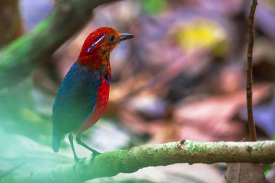 Close-up of bird perching on branch