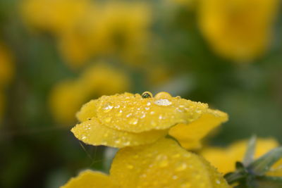 Close-up of raindrops on yellow flower