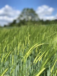 Scenic view of farm against sky