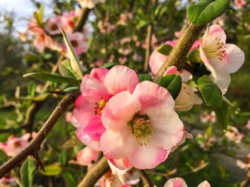Close-up of pink flowers blooming outdoors