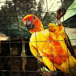 Portrait of orange-bellied parrot on metal fence