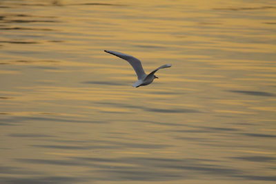 Low angle view of seagulls flying over sea