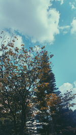 Low angle view of tree against sky during winter