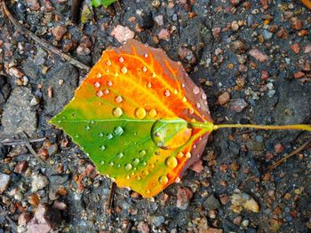 High angle view of wet leaf on rock