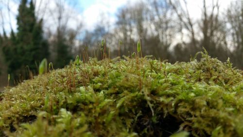 Close-up of plants growing in forest