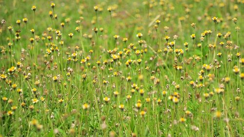 Full frame shot of flowering plants on field