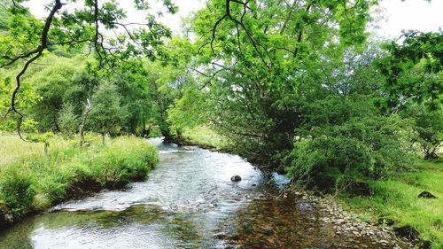 Scenic view of stream