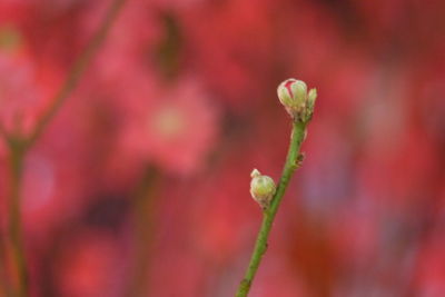 Close-up of red flowering plant