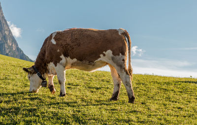 Cow grazing on grassy field against sky