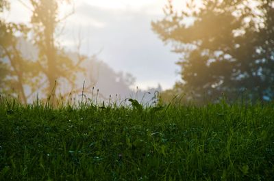 Close-up of fresh green field against sky