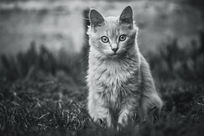 Portrait of a cat on field