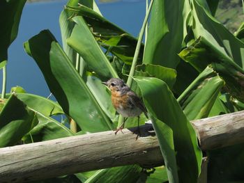 Bird perching in a bush