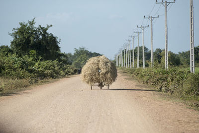 Dirt road amidst trees against sky