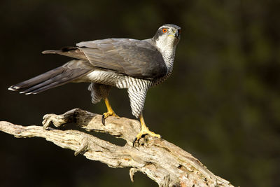 Close-up of bird perching on branch