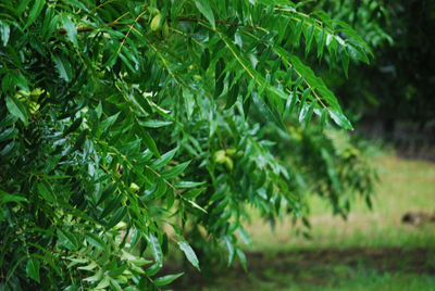 Close-up of plants