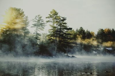 Reflection of trees in water