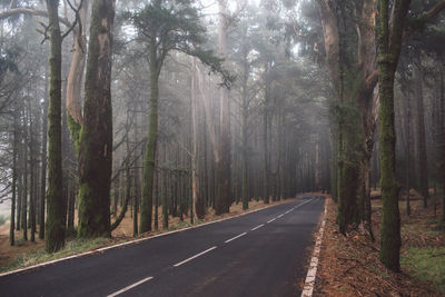 Road amidst trees in forest