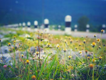 View of flowering plants on field