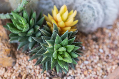 Close-up of succulent plant