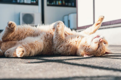 Close-up of cat resting