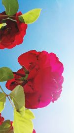 Close-up of red flowers