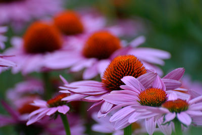 Close-up of orange flowering plant