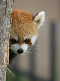 Portrait of red panda