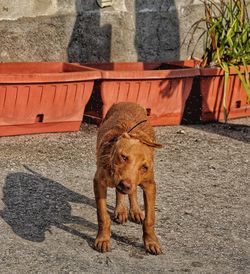 High angle view of dog on footpath