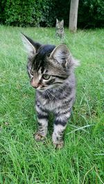 Cat relaxing on grassy field