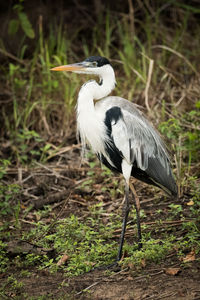 High angle view of gray heron on field