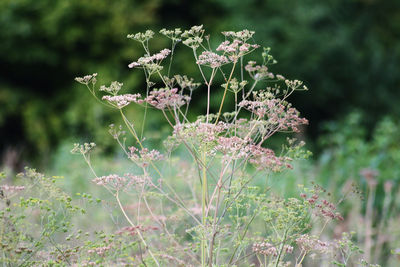 Close-up of flowering plants on land