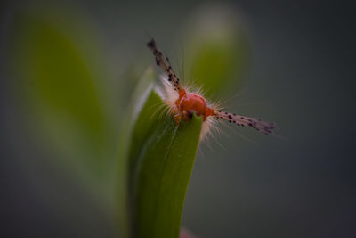 Close-up of insect on flower