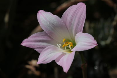 Close-up of pink crocus flower