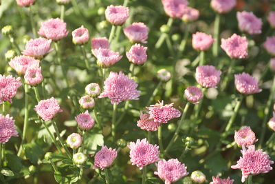 Close-up of pink flowering plants