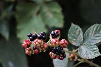 Close-up of berries growing on tree