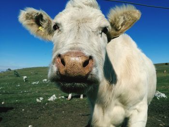 Portrait of cow standing on field against sky