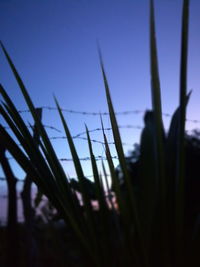 Close-up of silhouette plants against sky at sunset