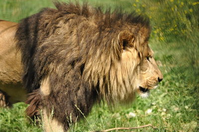 Close-up of lion