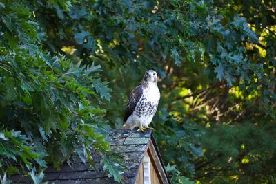 Bird perching on tree