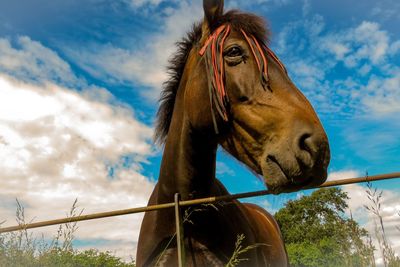 Low angle view of horse against sky