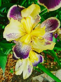 Close-up of purple flower