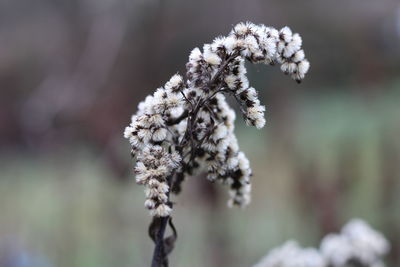 Close-up of cherry blossoms