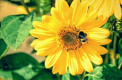 Close-up of yellow sunflower blooming outdoors