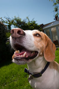 Portrait of a dog