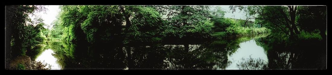 Panoramic view of lake in forest