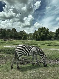 Zebra grazing on field against sky