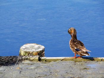 Side view of a bird perching in water