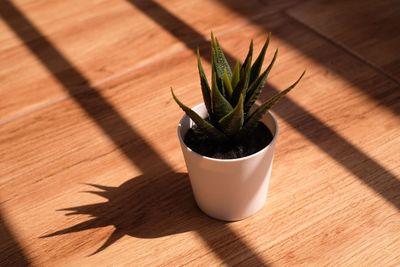 High angle view of potted plant on table