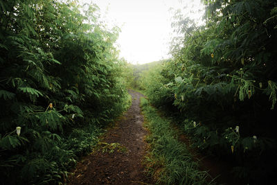 Pathway along trees in forest