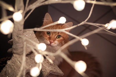 Cat looking at christmas tree 